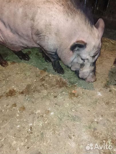 Вьетнамск вислобрюхий хряк