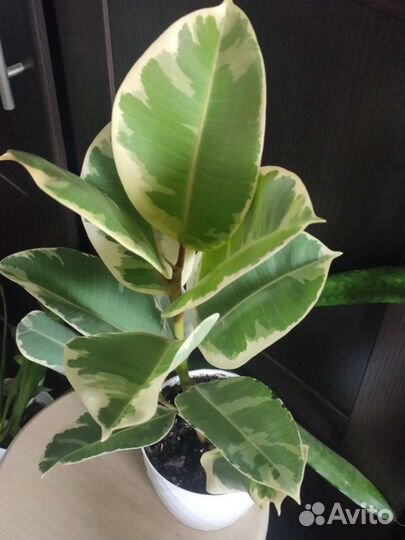 Фикусы, Сингониум, Диффенбахия