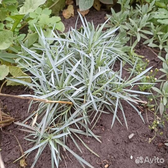 Гвоздика перистая многолетняя