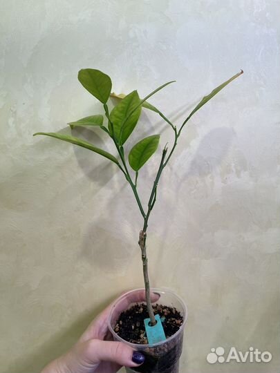 Цитрусы плодоносящие (вариегаты и обычные )