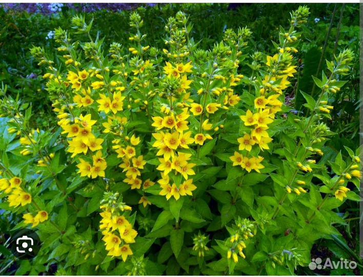 Многолетники садовые