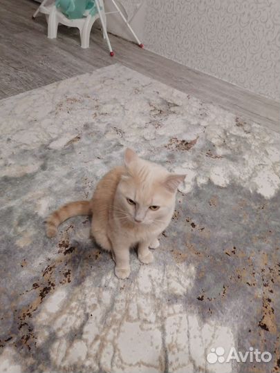 Случка кота