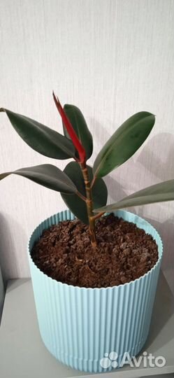 Фикус эластика робуста