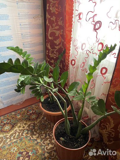 Комнатные цветы