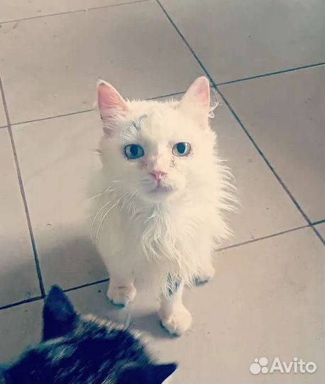 Турецкая ангора