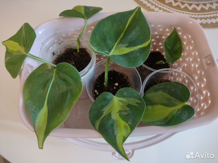 Филодендроны