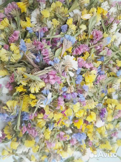 Сухоцветы для творчества