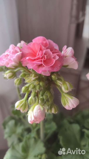 Пеларгония герань Ю Полонез