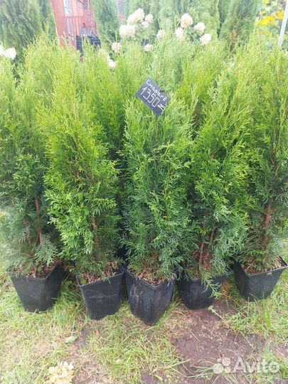 Туя смарагд