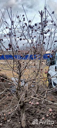 Мушмула Кавказская и Германская