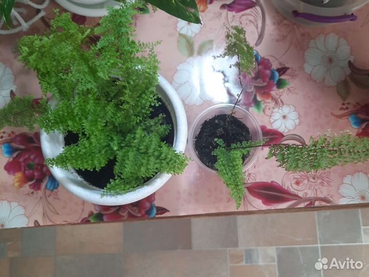 Папоротник комнатный