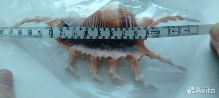 Ракушки ламбис - скорпио