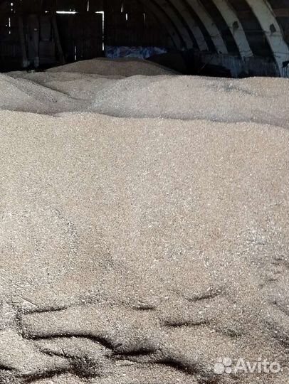 Пшеница. Ячмень