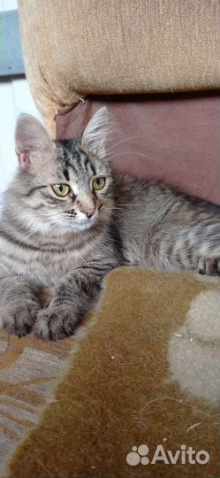 Кошечка красавица