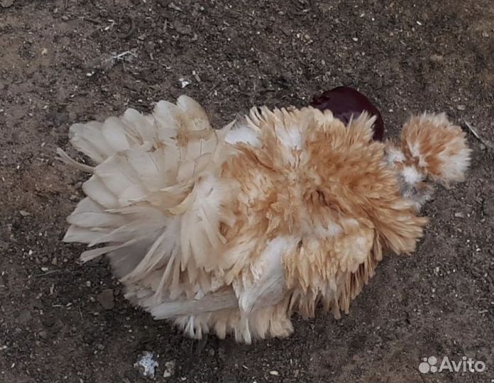 Декоративные(курица + петух) голубое яйцо