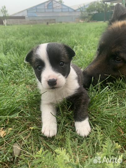 Собака в добрые руки маленькая порода