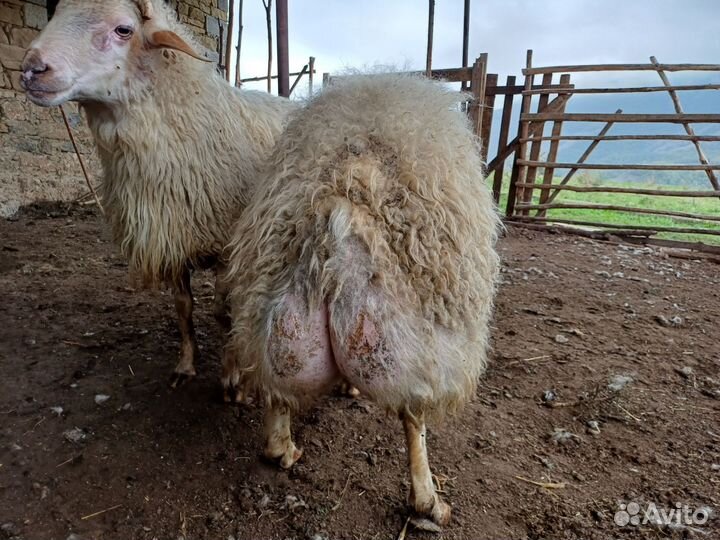 Овцы бараны