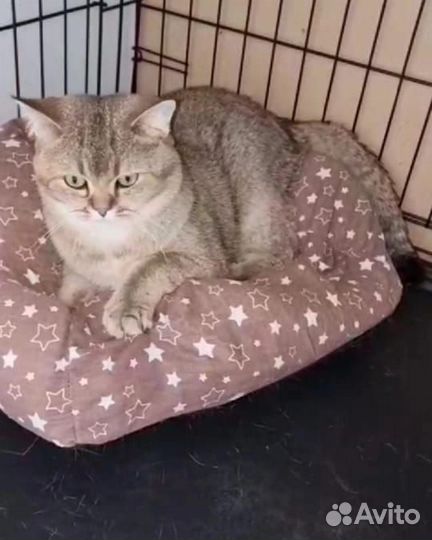 Годовалый котик