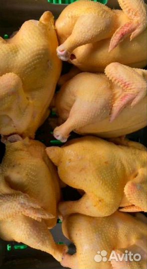 Курица тушка оптом