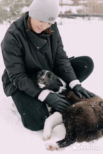 Собака в добрые руки