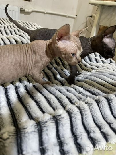 Канадский сфинкс котенок