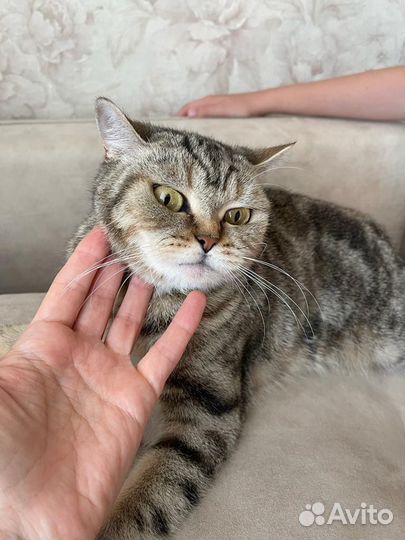 Кошечка в добрые руки