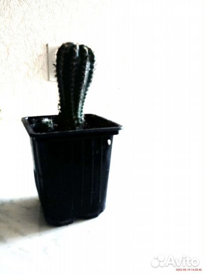 Комнатные растения и цветы