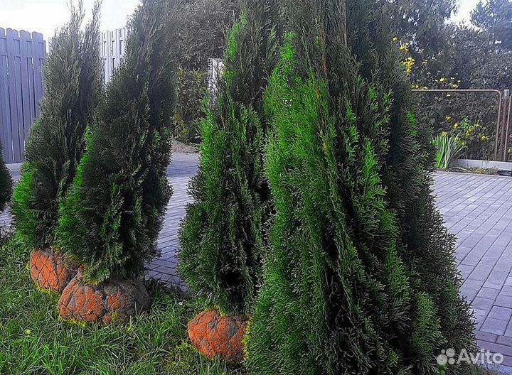 Туя екстра класса