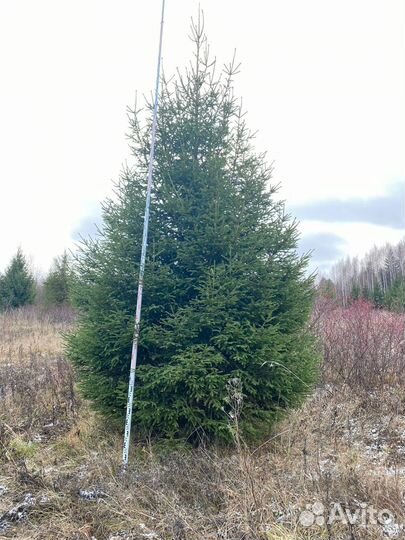 Ель extra до 5 метров