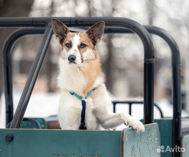 Собака в добрые руки
