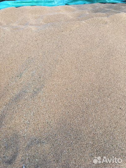 Зерно пшеница