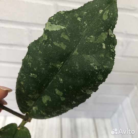 Хойя на срез