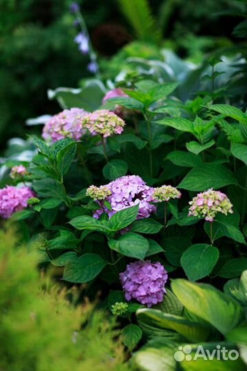 Цветы для сада