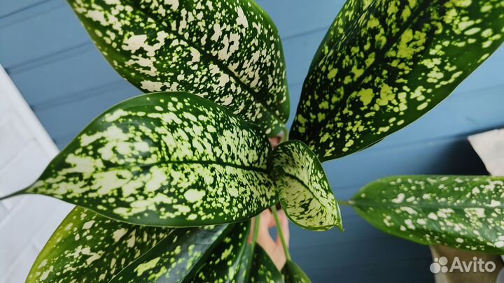 Аглаонема petch ratcha