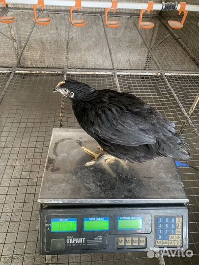 Цыплята подрощенные мясояичных пород