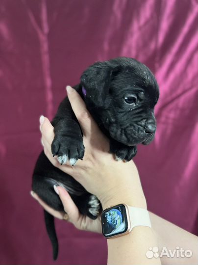 Щенки кане корсо