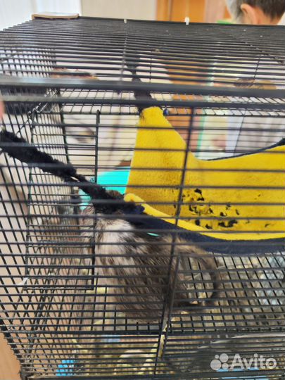 2 Белки дегу + клетка