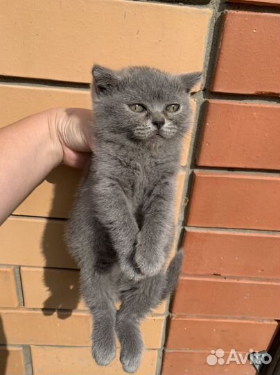 Британские котята