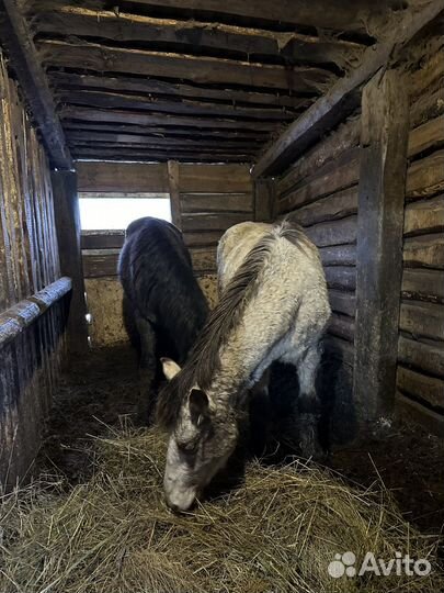 Продажа жеребят