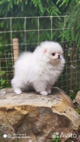 Померанский шпиц мини