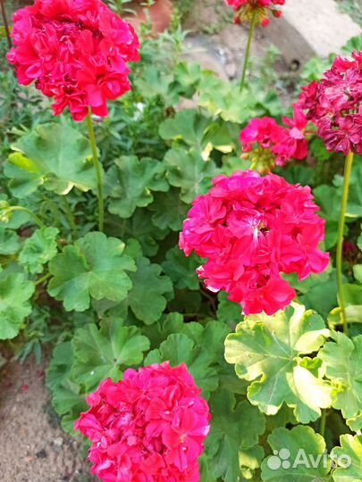 Пеларгония герань