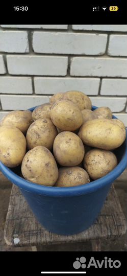 Продам картофель