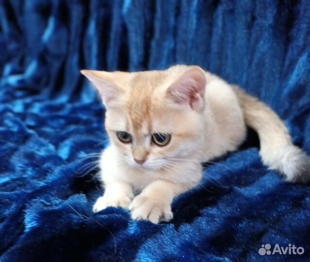 Котик золотая шиншилла