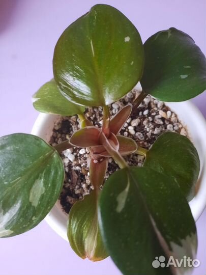 Филодендрон Белый рыцарь