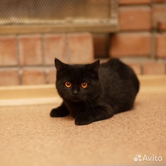 Кошечка в добрые руки