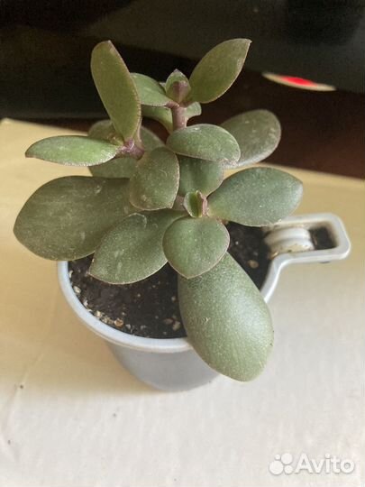 Неприхотливые комнатные растения