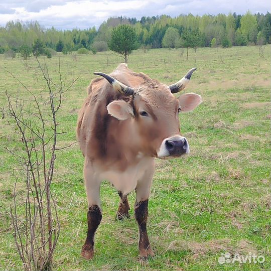 Коровы, телята