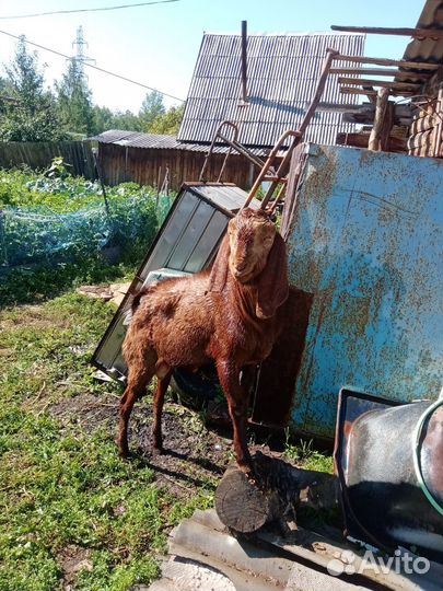 Козёл Нуб Камори