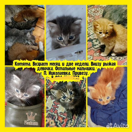 Котята в добрые руки