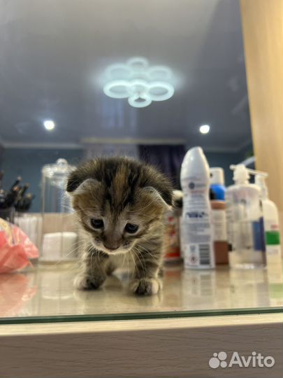 Шотладский вислоухий котенок